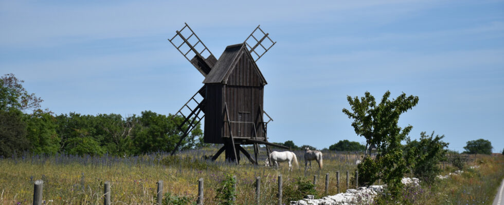 Bild på Ölandskvarn med hästar ståendes nedanför