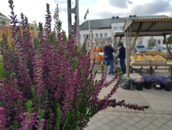 'Så vill Borgholms kommun stötta näringslivet!' bild