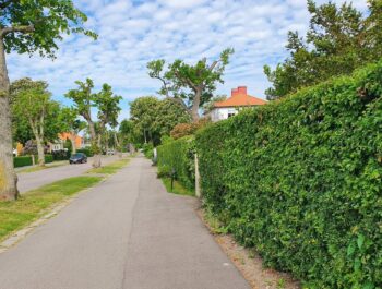'Ansvar för skötsel av häckar och buskage – det här gäller' bild