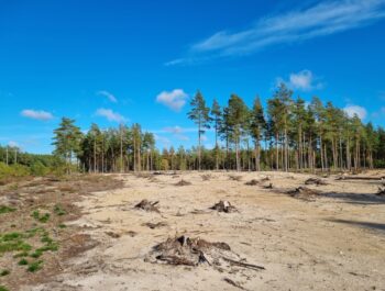'Nya plantor för bins skull' bild